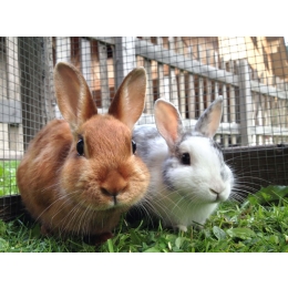 Czy królik to gryzoń?